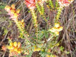 Penaea mucronata flowering as best it can